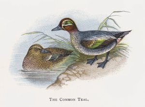 A közönséges kékeszöld alkotó: Alexander Francis Lydon